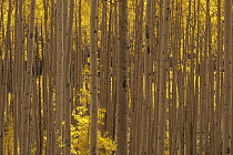Quaking Aspen (Populus tremuloides) trees in autumn, Colorado