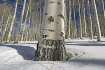 Quaking Aspen (Populus tremuloides) forest in winter, Aspen, Colorado