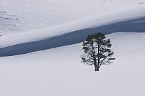 Pine (Pinus sp) tree in winter, Hayden Valley, Yellowstone National Park, Wyoming