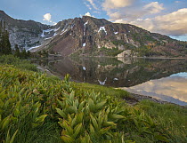 Green False Hellebore (Veratrum viride) along lake, Dana Plateau, Ellery Lake, Sierra Nevada, Inyo National Forest, California