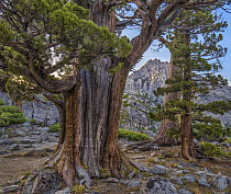 Western Juniper (Juniperus occidentalis) and Jeffrey Pine (Pinus jeffreyi), Phipps Peak, Eldorado National Forest, California