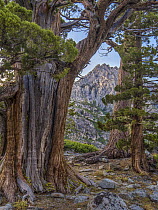 Western Juniper (Juniperus occidentalis) and Jeffrey Pine (Pinus jeffreyi), Phipps Peak, Eldorado National Forest, California