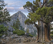 Western Juniper (Juniperus occidentalis) and Jeffrey Pine (Pinus jeffreyi) trees, Phipps Peak, Eldorado National Forest, California