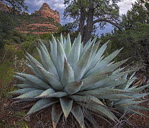 Agave (Agave sp), Munds Mountain Wilderness, Arizona