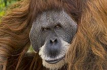 Sumatran Orangutan (Pongo abelii) male, native to Sumatra
