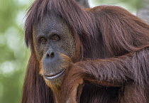 Sumatran Orangutan (Pongo abelii) male, native to Sumatra