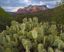 Opuntia (Opuntia sp) cactus and mountain, Red Rock-Secret Mountain Wilderness, Arizona