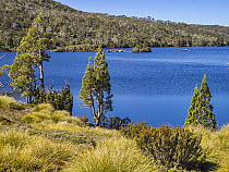 Lake Windermere, Cradle Mountain, Tasmania, Australia