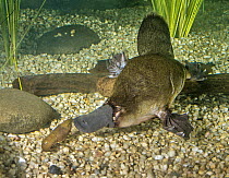 Platypus (Ornithorhynchus anatinus) male predating Crayfish (Cherax sp), native to Australia