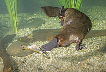 Platypus (Ornithorhynchus anatinus) male predating Crayfish (Cherax sp), native to Australia