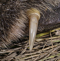 Platypus (Ornithorhynchus anatinus) venomous spur on rear leg of male, Tasmania, Australia