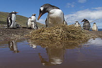 Gentoo Penguin (Pygoscelis papua) on nest, Dunbar Island, Falkland Islands