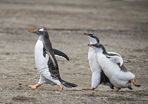 Gentoo Penguin (Pygoscelis papua) chicks chasing parent for food, Dunbar Island, Falkland Islands