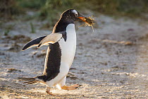 Gentoo Penguin (Pygoscelis papua) carrying nesting material, Dunbar Island, Falkland Islands