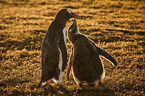 Gentoo Penguin (Pygoscelis papua) chick begging for food from parent, Volunteer Beach, East Falkland Island, Falkland Islands