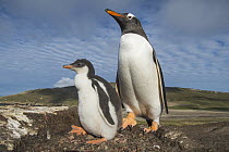 Gentoo Penguin (Pygoscelis papua) parent and chick, Dunbar Island, Falkland Islands