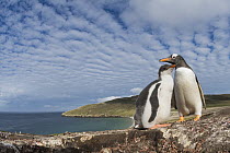 Gentoo Penguin (Pygoscelis papua) parent and chick along coast, Dunbar Island, Falkland Islands