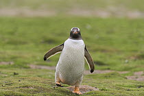 Gentoo Penguin (Pygoscelis papua) running, Dunbar Island, Falkland Islands