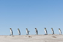 King Penguin (Aptenodytes patagonicus) group on beach, Volunteer Beach, East Falkland Island, Falkland Islands
