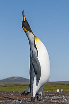 King Penguin (Aptenodytes patagonicus) in sky pointing dispaly, Volunteer Beach, East Falkland Island, Falkland Islands