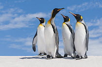 King Penguin (Aptenodytes patagonicus) group, Volunteer Beach, East Falkland Island, Falkland Islands