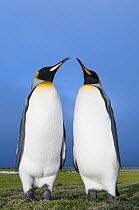 King Penguin (Aptenodytes patagonicus) pair, Volunteer Beach, East Falkland Island, Falkland Islands