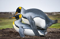 King Penguin (Aptenodytes patagonicus) pair mating, Volunteer Beach, East Falkland Island, Falkland Islands