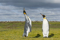 King Penguin (Aptenodytes patagonicus) sky pointing in courtship dispaly, Volunteer Beach, East Falkland Island, Falkland Islands