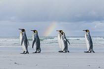 King Penguin (Aptenodytes patagonicus) group on beach under rainbow, Volunteer Beach, East Falkland Island, Falkland Islands