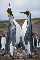 King Penguin (Aptenodytes patagonicus) pair sky pointing in courtship display, Volunteer Beach, East Falkland Island, Falkland Islands
