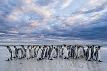 King Penguin (Aptenodytes patagonicus) group on beach, Volunteer Beach, East Falkland Island, Falkland Islands