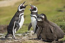 Magellanic Penguin (Spheniscus magellanicus) pair calling near chicks, Saunders Island, Falkland Islands