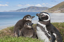 Magellanic Penguin (Spheniscus magellanicus) parent with chicks along coast, Saunders Island, Falkland Islands