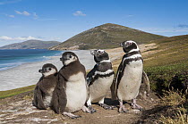 Magellanic Penguin (Spheniscus magellanicus) parents and chicks along coast, Saunders Island, Falkland Islands