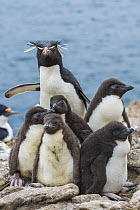 Rockhopper Penguin (Eudyptes chrysocome) chicks, Dunbar Island, Falkland Islands