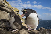 Rockhopper Penguin (Eudyptes chrysocome) parent and chick, Dunbar Island, Falkland Islands