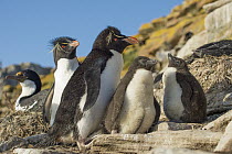 Rockhopper Penguin (Eudyptes chrysocome) parents with chicks, Dunbar Island, Falkland Islands