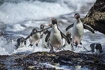 Rockhopper Penguin (Eudyptes chrysocome) group coming ashore, Dunbar Island, Falkland Islands