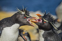 Rockhopper Penguin (Eudyptes chrysocome) pair greeting, Dunbar Island, Falkland Islands