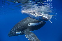 Humpback Whale (Megaptera novaeangliae) mother with four day old calf, Tonga