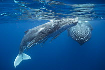 Humpback Whale (Megaptera novaeangliae) three-week-old calf sleeping near mother, Tonga
