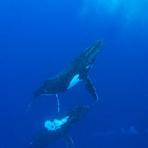 Humpback Whale (Megaptera novaeangliae) male blowing bubbles as part of aggressive display during competitive heat run for female, Tonga