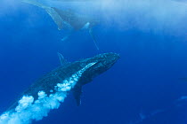 Humpback Whale (Megaptera novaeangliae) male blowing bubbles as part of aggressive display during competitive heat run for female, Tonga
