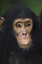 Eastern Chimpanzee (Pan troglodytes schweinfurthii) three year old juvenile male, Gombe National Park, Tanzania