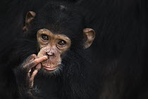 Eastern Chimpanzee (Pan troglodytes schweinfurthii) twenty-one month old baby female picking nose, Gombe National Park, Tanzania