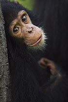 Eastern Chimpanzee (Pan troglodytes schweinfurthii) twenty-one month old baby female, Gombe National Park, Tanzania