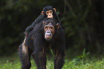 Eastern Chimpanzee (Pan troglodytes schweinfurthii) fifteen year old mother carrying her twenty-one month old daughter, Gombe National Park, Tanzania