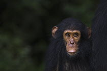 Eastern Chimpanzee (Pan troglodytes schweinfurthii) four year old juvenile male, Gombe National Park, Tanzania