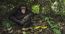Eastern Chimpanzee (Pan troglodytes schweinfurthii) nine year old juvenile male grooming himself, Gombe National Park, Tanzania