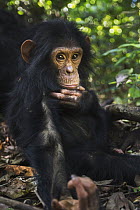 Eastern Chimpanzee (Pan troglodytes schweinfurthii) four year old juvenile male grooming himself, Gombe National Park, Tanzania